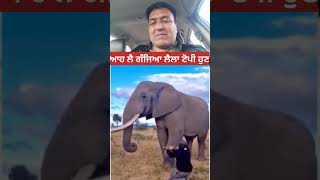 ਲੈ ਲਓ ਟੋਪੀ ਹੁਣ 😄😄 #youtubeshorts #funny #animals  #animallover