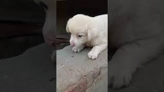 Raataan Lambiyan || cute puppy || new viral video || #teemfast #short #newsong