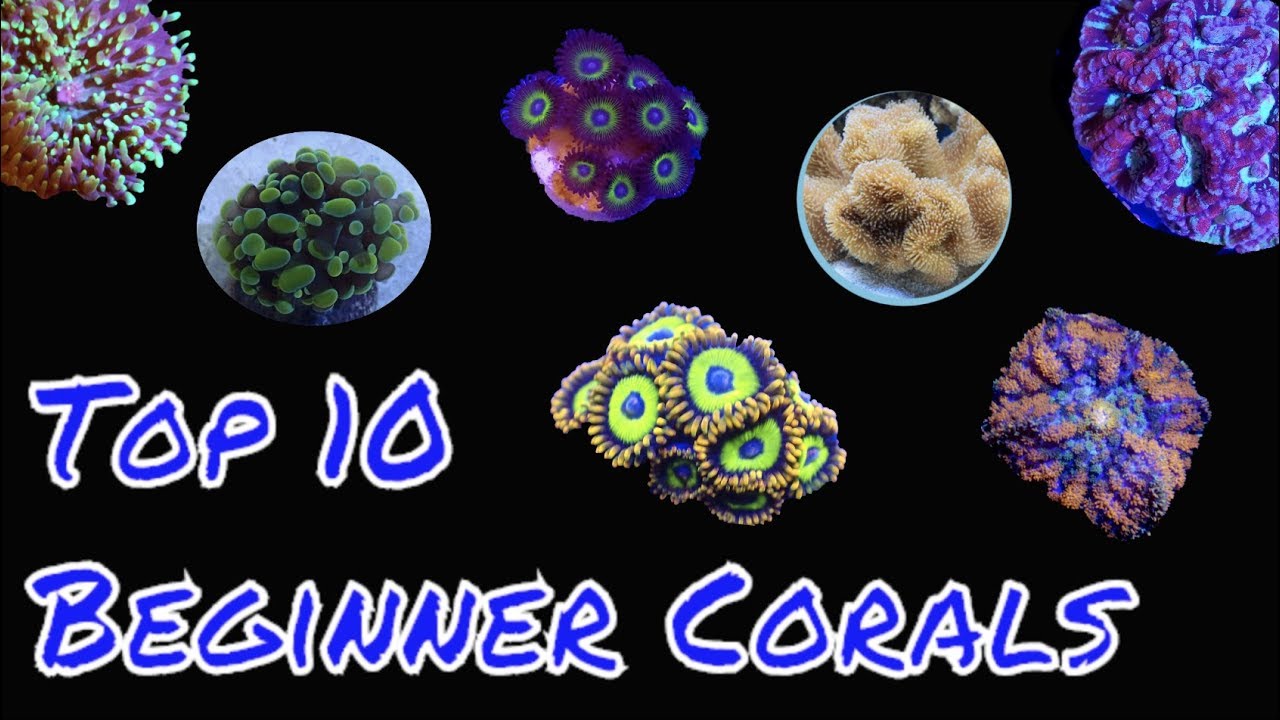 Top 10 Corals For Beginners - YouTube