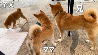 母柴犬と一緒に育児をする子煩悩な兄柴犬が可愛いw