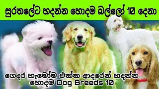 Top 10 Family Dog breeds in Sri Lanka | Dog Sinhala | Best Family Dog Breeds