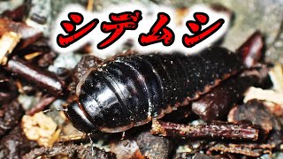 シデムシの一種の幼虫？　Silphidae larvae　（carrion beetles、埋葬虫）