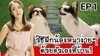 EP.1 วิธีฝึกหมาง่ายๆ วันละ10นาที ด้วยตัวเองที่บ้าน  | THE DOG CONTROL