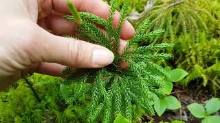 ground-pine (Lycopodium obscurum)