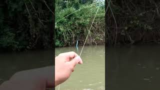 ฟลายฟิชชิ่งหมายแบบนี้ปลาเย๊อะ #like #subscribe #true #ตกปลา #fishing