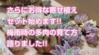 【多肉植物】さらにお得な寄せ植えセット始めます!!梅雨時の多肉の育て方語りました!!【succulent】トロピカルガーデン