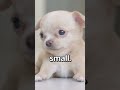 IS THIS the SMALLEST PUPPY Ever 😱 | Wholesome Moments