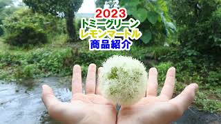 トミーグリーンのレモンマートル商品紹介２０２３