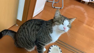 ほのぼのと甘える様子がかわいい猫