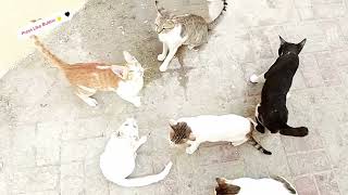 Funny Cats Playing Together Part 3 | Funny cat videos | Cats videos | Cute cat videos