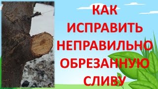 ИСПРАВЛЯЮ ОШИБКИ ОБРЕЗКИ ВЕТКИ СЛИВЫ. Обрезка сливы. Как обрезать сливу весной.