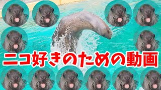 めっちゃ「ニコ」動画【トド】