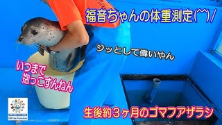 【アザラシ】福音ちゃんの体重測定・・・まだ抱っこしてるん？(^-^;　（伊勢シーパラダイス）