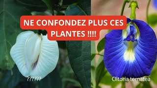 Centrosema pubescens: This plant should no longer be confused with Clitoria!