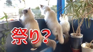 外がにぎやかだぞ〜【祭り？】（バーマン猫）Birman/Cat