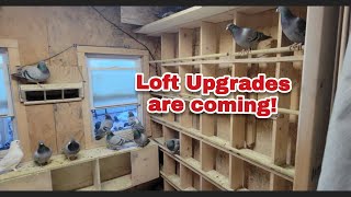 2025 Pigeon Breeding Update | Loft Upgrades Coming up