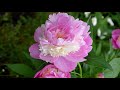 top most beautiful peony flowers sorbet peony paeonia lactiflora..