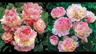 Top Most Beautiful Peony Flowers - Sorbet Peony - Paeonia lactiflora..