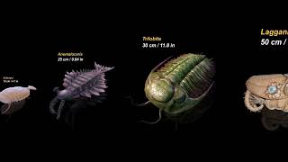 Sizes of Cambrian Animals