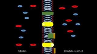 1.4. Facilitated difussion IB Biology