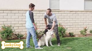 Abandoned Malamute Could Bring Peace To Teen With Anxiety | Lucky Dog Double Episode