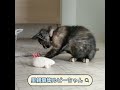 里親募集サビ柄ルビーちゃん