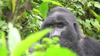 Bwindi National Park