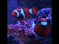 Clown fish laying eggs (Amphiprion percula) #darpanfishaquariums #shorts