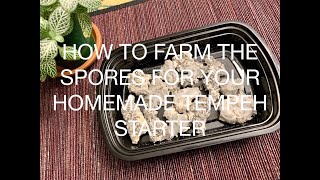 How To Farm The Spores For Your Homemade Tempeh Starter