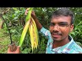 mogali flower మొగలి పువ్వులు వీటి వాసనే ఓ..అద్భుతం best fragrance plant in forest