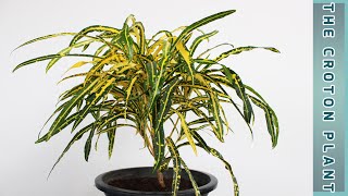 EPISODE 34 HOW TO GROW THE CROTON PLANT (CODIAEUM VARIEGATUM PLANT)