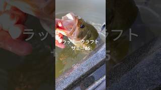 【鬼怒川バス釣り】サミー85#バス釣り #トップウォーター