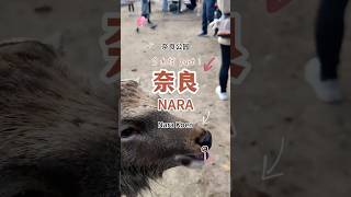 【奈良旅游 Nara Travel 01】奈良公园 鹿饼｜与小鹿互动间｜每只小鹿都不一样｜日均两万步 #奈良公园 #鹿饼体验 #奈良旅游 #日本旅行Vlog #Nara #JapanTrip