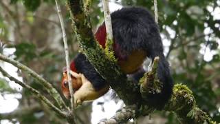 Malabar Giant Squirrel at Spice Village