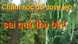 Chăm sóc đậu cove leo sai quả thu bền, trồng đậu cove leo vào tháng mấy sai quả nhất