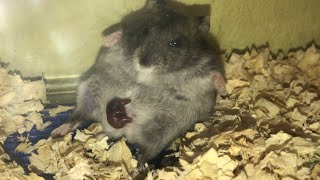 hamster giving birth journey -Juliet |Winter white 🐹 #viral