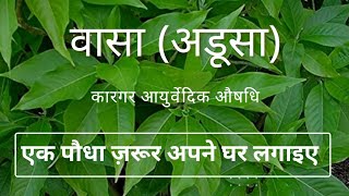 वासा (अडूसा) के चमत्कारी गुण जानिए। Adhatoda vasica (Malabar nut)