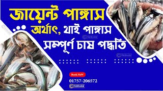 থাই পাঙ্গাস মাছের পোনা || থাই পাঙ্গাস মাছ চাষ || থাই পাঙ্গাস চেনার উপায় || Fish Live BD