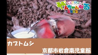 （岩倉南児童館）カブトムシ