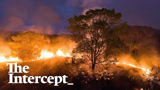 Fires Turn Brazil’s Tropical Wetlands Into Wildlife Death Traps