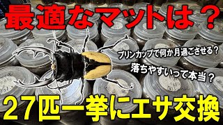 ブルマイスターツヤクワガタが落ちないマット！孵化した幼虫の生存率100％達成なるか？