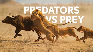 Lions Vs Buffalo: Apex Predators Hunt Buffalo For Survival | Wildlife Documentar