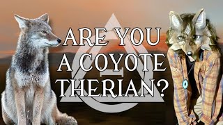 Are You a Coyote Therian Coyote? Signs And meanings Explained!