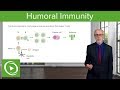 T-Dependent, T-Independent Antigens and Class Switching: Humoral Immunity – Immunology | Lecturio