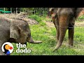 Baby Elephant Is So Excited To Be Freed From Chains | The Dodo