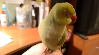 The Indian Ring necked parakeet is babbling