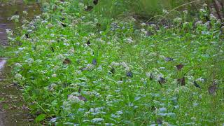 蝶の天国　Butterfly heaven　リュウキュウアサギマダラ　Ceylon blue glassy tiger　ツマムラサキマダラ　striped blue crow　奄美大島