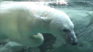 【旭山動物園】迫力満点！気持ちよさそうに泳ぐホッキョクグマの紹介