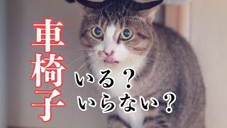 【イキルル】二本足の猫、イキルル。 「車椅子がいるか？いらないか？」「お腹を擦ってケガをしないか？」への、アンサー動画です！と、皆様への御礼♪ 【保護猫】