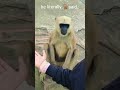 sus monkey 🐒#trend#shorts#meme#funnyanimals#shortsfeed